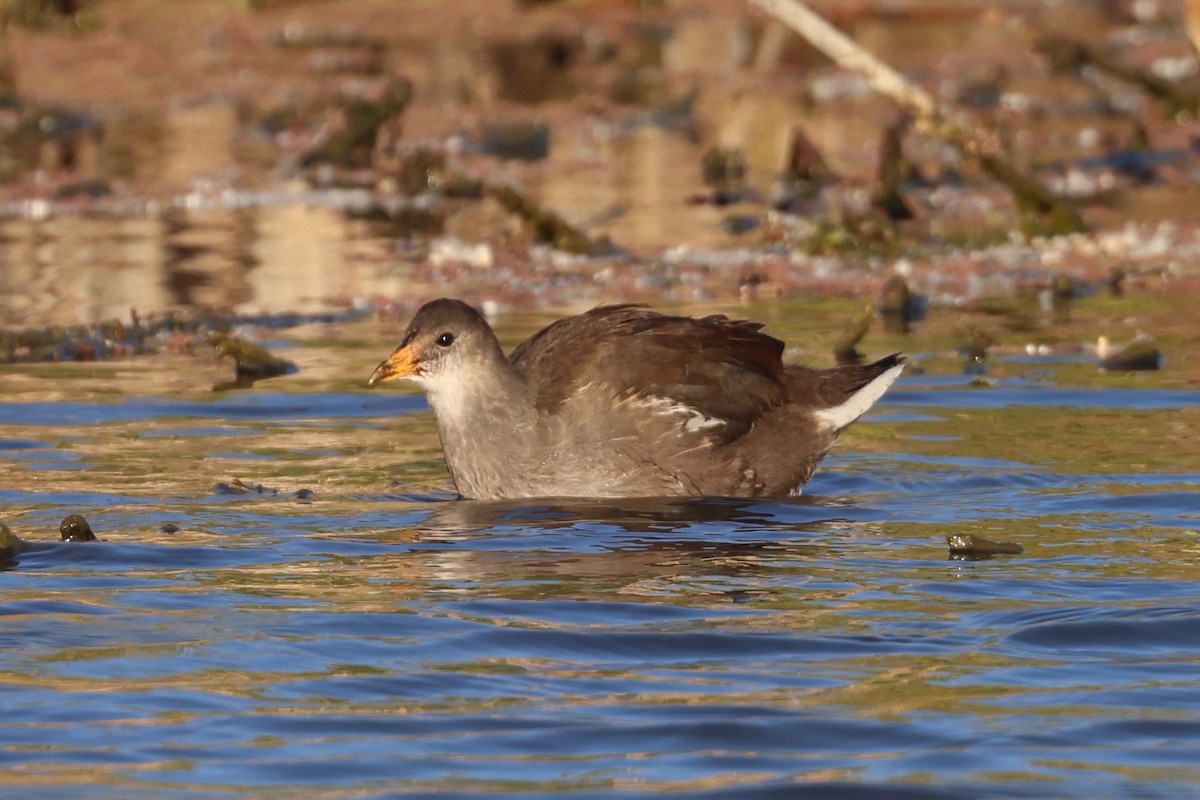 Common Gallinule - ML620631045