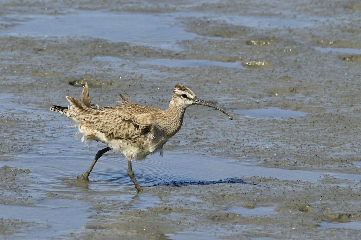 Regenbrachvogel - ML620631046