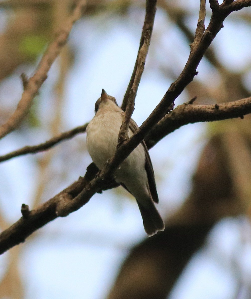 Papamoscas Asiático - ML620631049