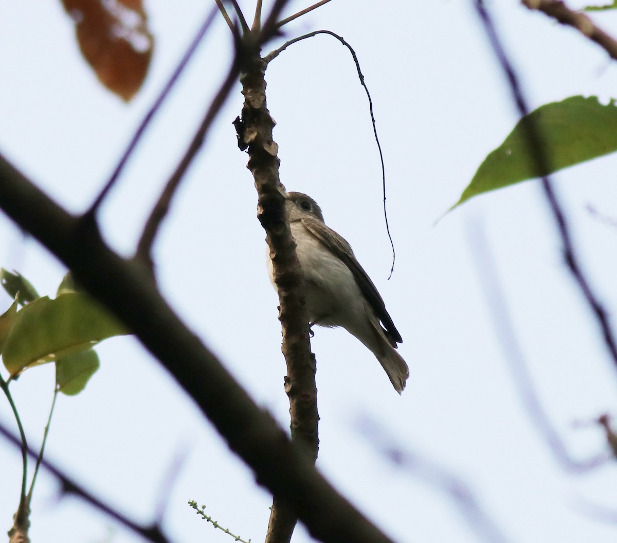 Asian Brown Flycatcher - ML620631052