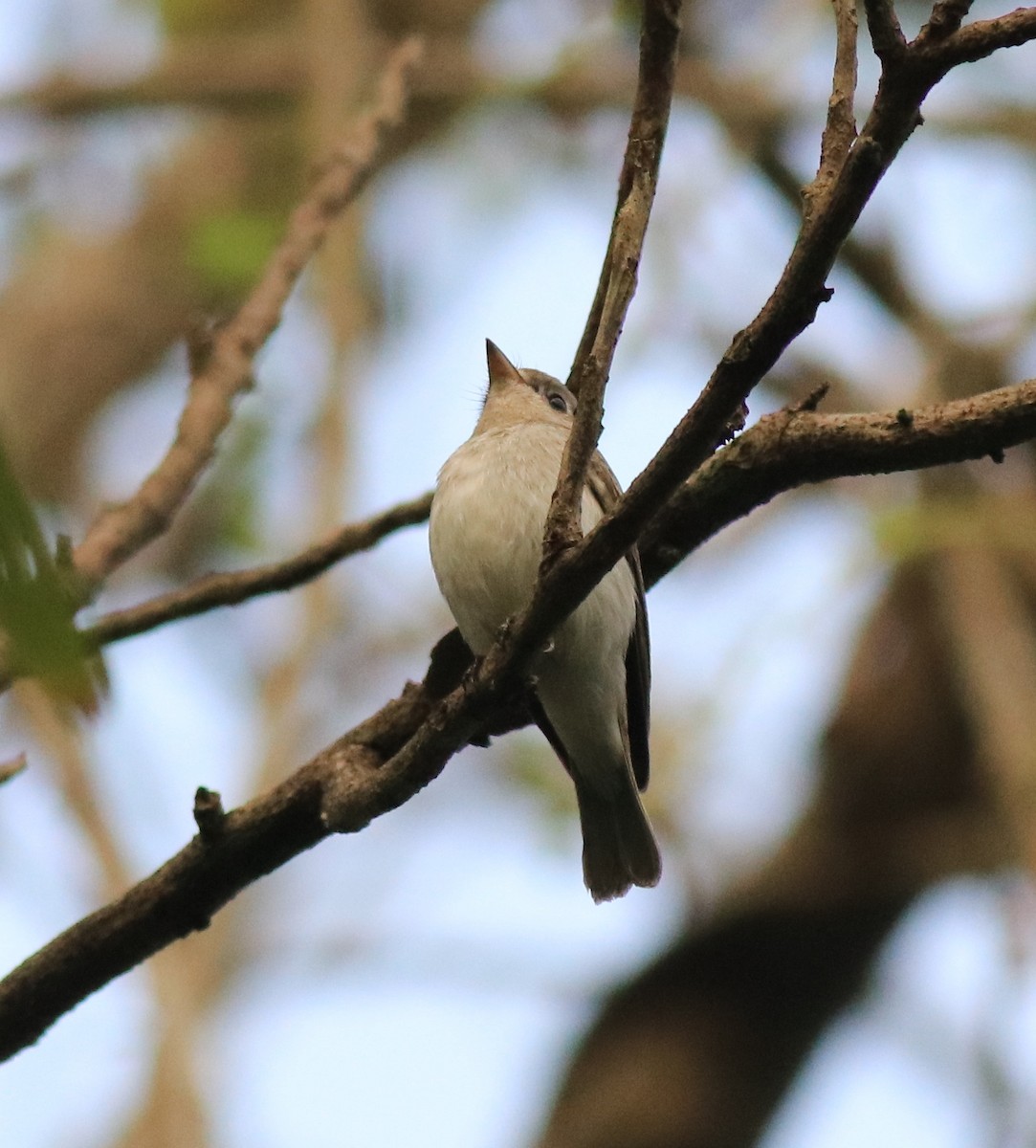 Papamoscas Asiático - ML620631054