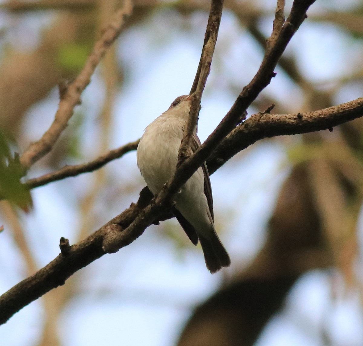 Asian Brown Flycatcher - ML620631055