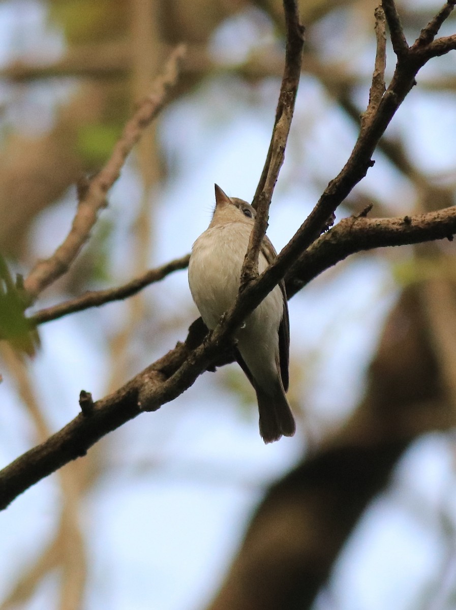 Asian Brown Flycatcher - ML620631056