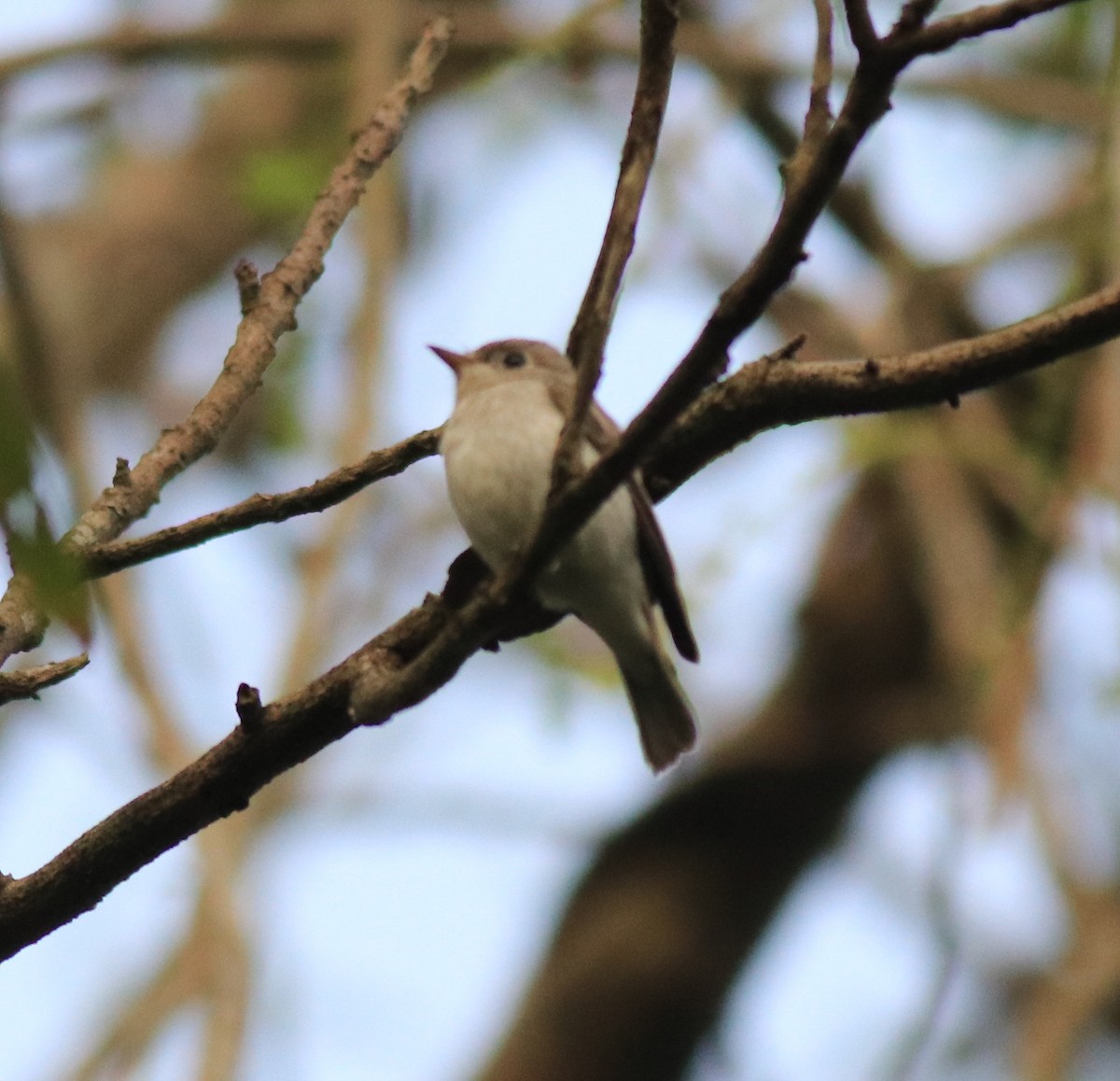 Asian Brown Flycatcher - ML620631057