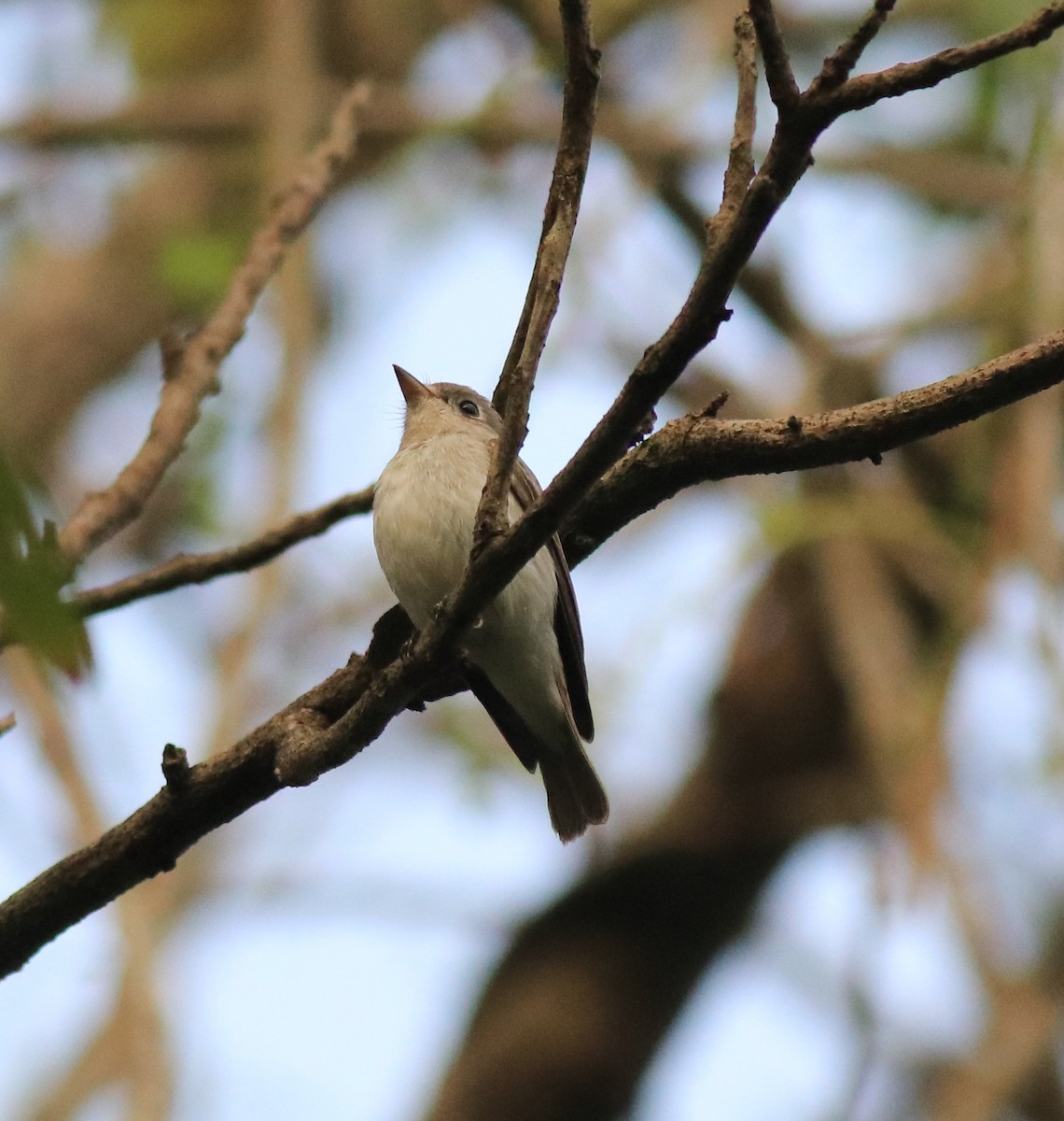 Asian Brown Flycatcher - ML620631059