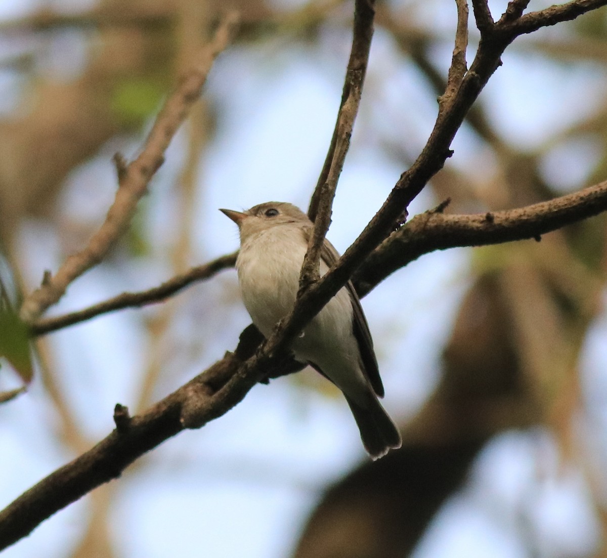 Asian Brown Flycatcher - ML620631060