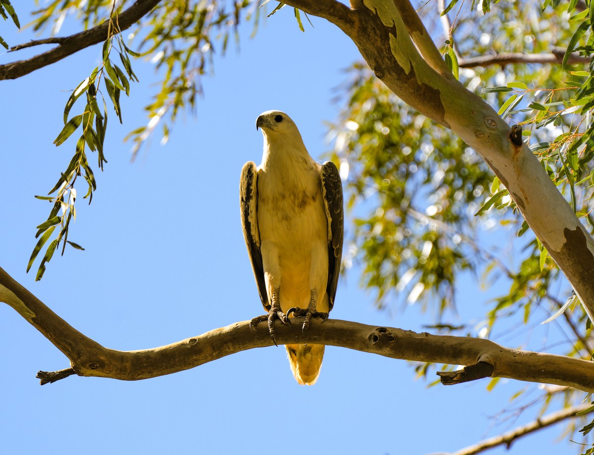 White-bellied Sea-Eagle - ML620631062