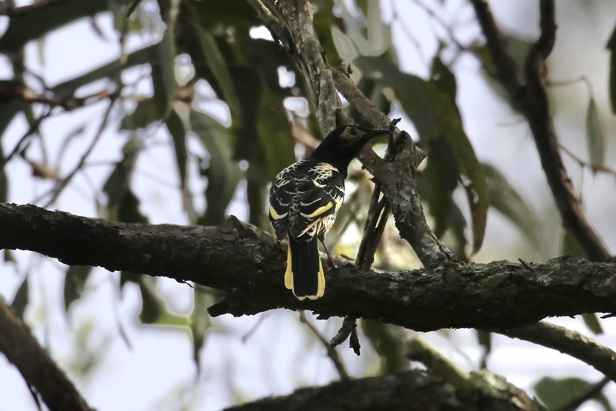 Regent Honeyeater - ML620631064