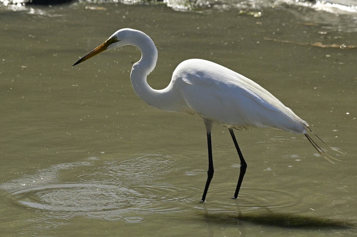 Great Egret - ML620631066