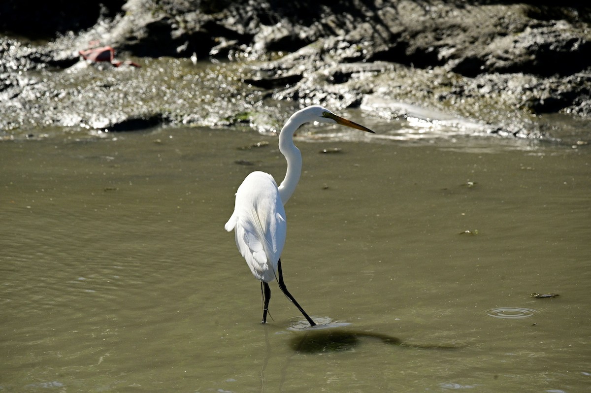 Grande Aigrette - ML620631067