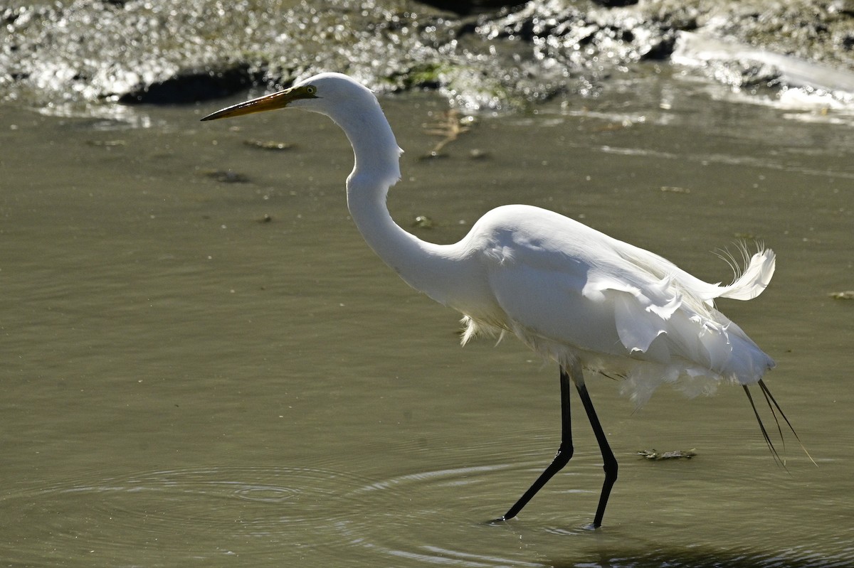 Great Egret - ML620631069