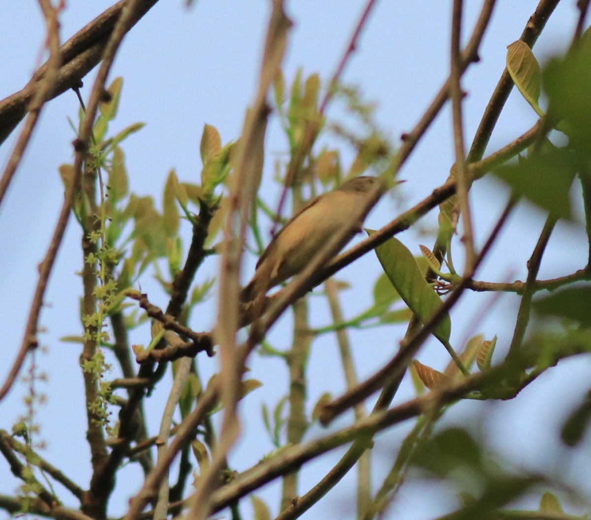 Blyth's Reed Warbler - ML620631072