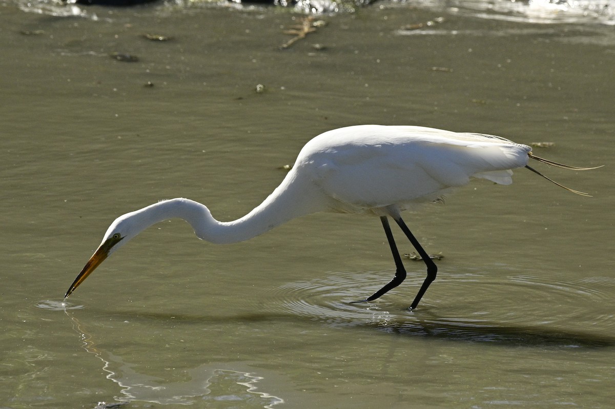 Great Egret - ML620631075