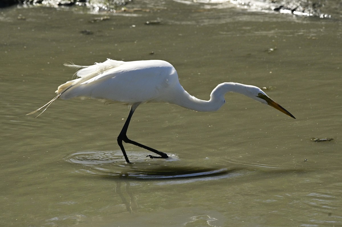 Great Egret - ML620631077