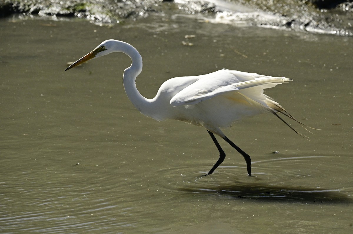 Grande Aigrette - ML620631079