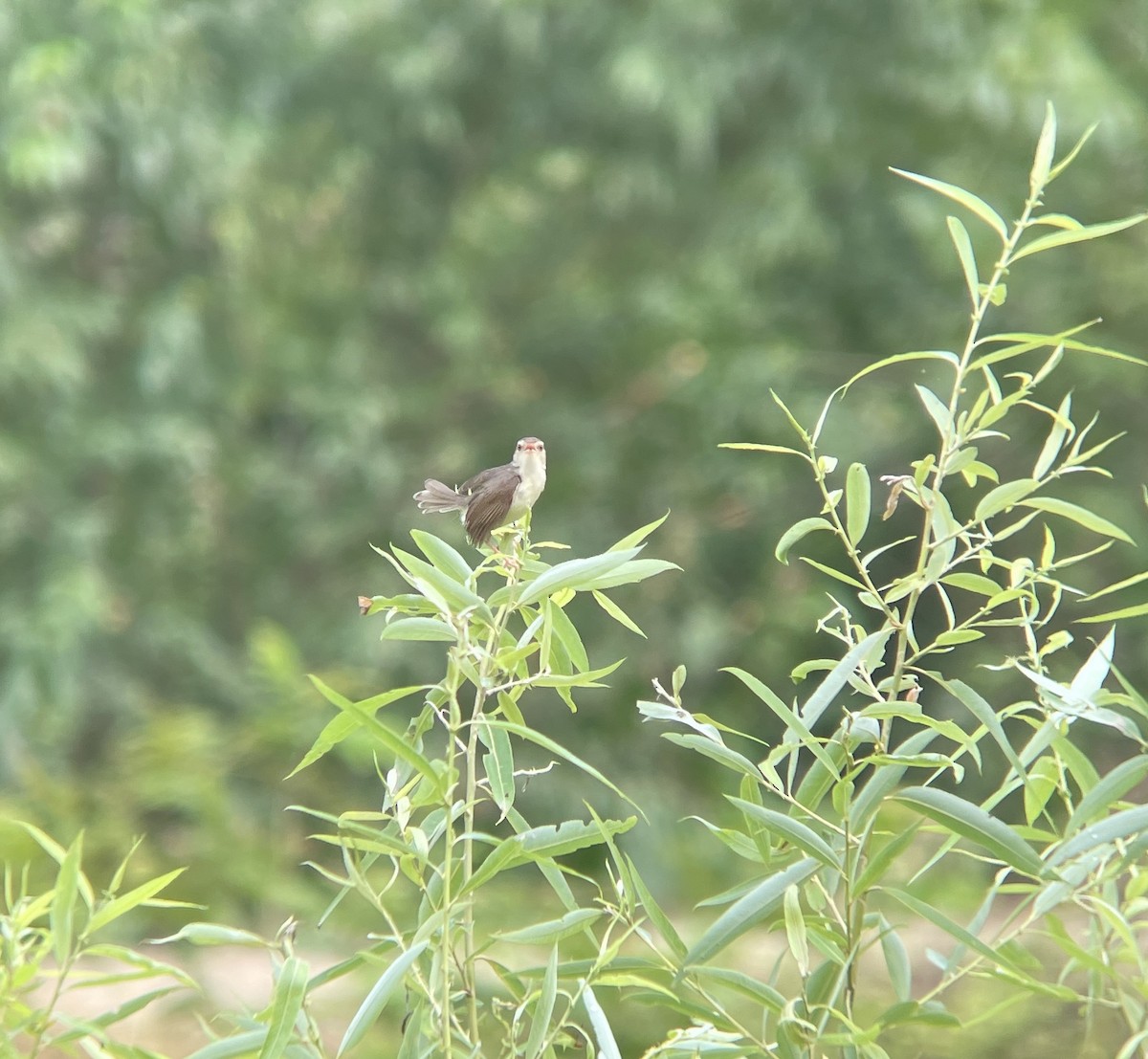 Prinia Sencilla - ML620631082