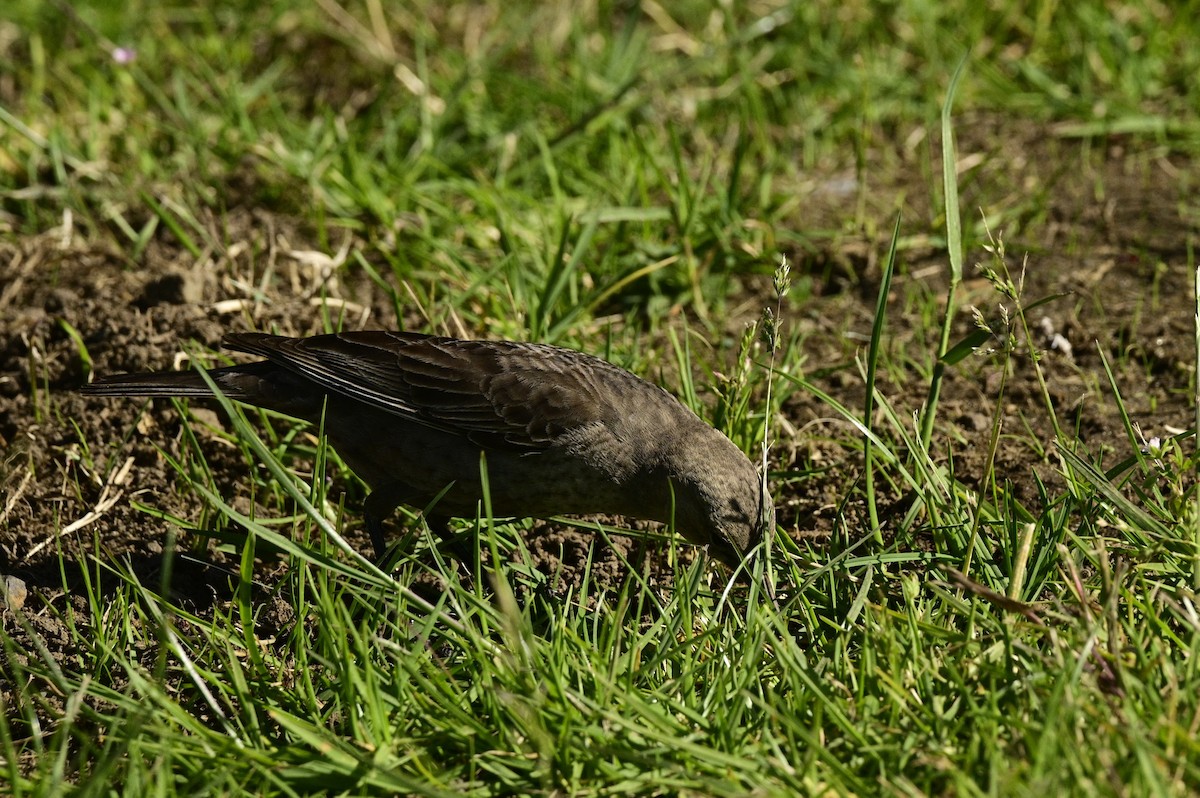 Tordo Cabecipardo - ML620631088