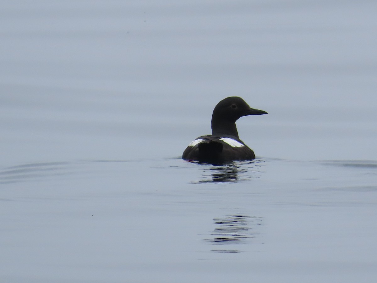 Pigeon Guillemot - ML620631089