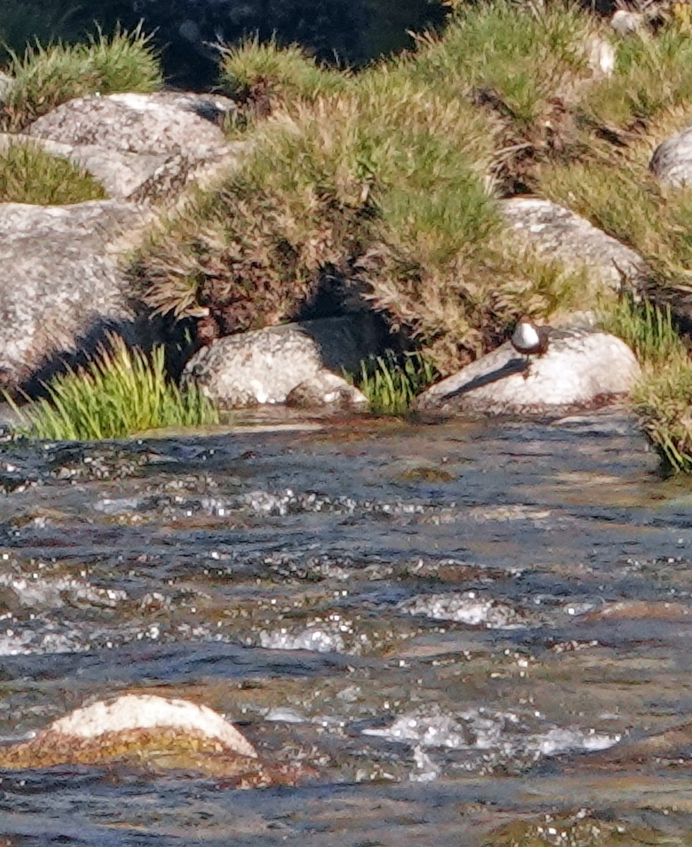 White-throated Dipper - ML620631090