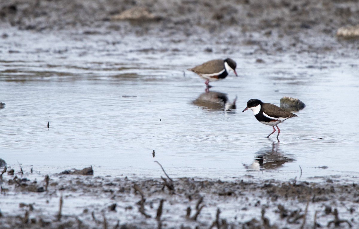 Red-kneed Dotterel - ML620631093