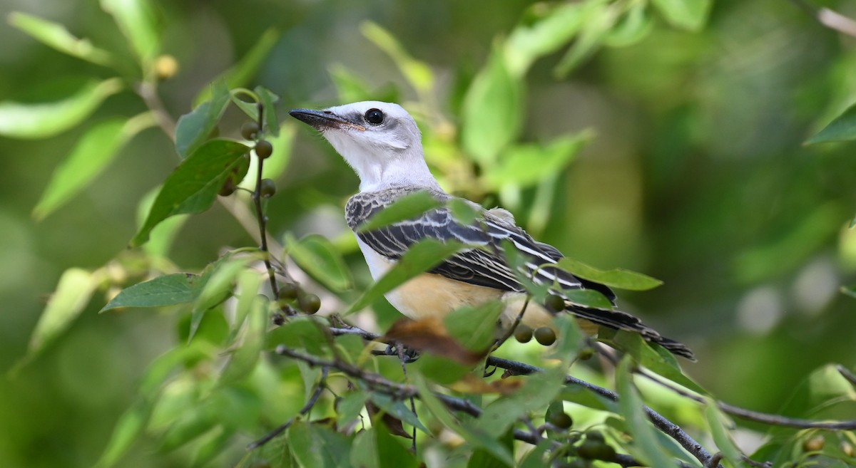 Scissor-tailed Flycatcher - ML620631094