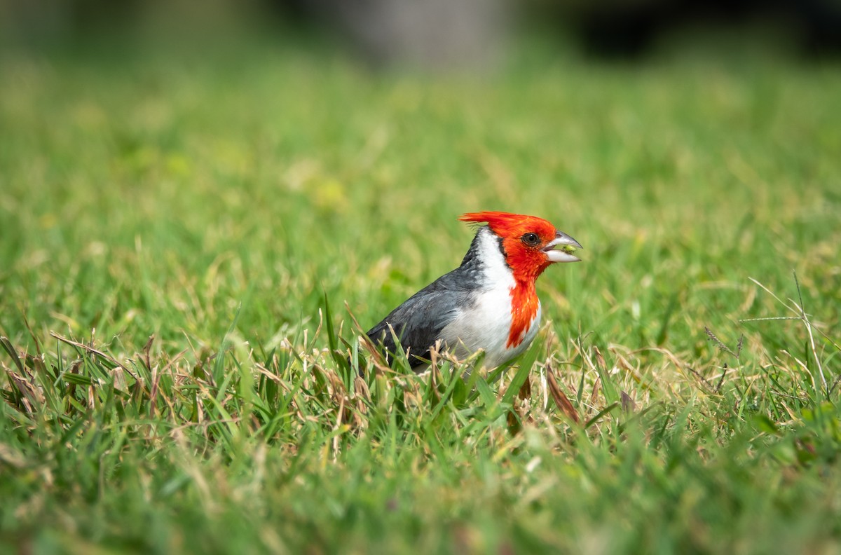 Red-crested Cardinal - ML620631095