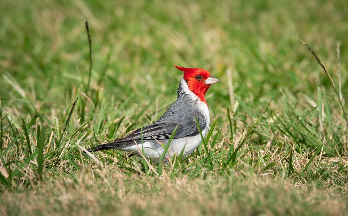 Red-crested Cardinal - ML620631096