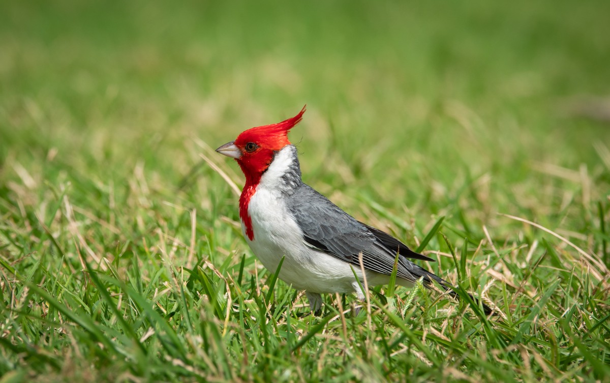 Red-crested Cardinal - ML620631097