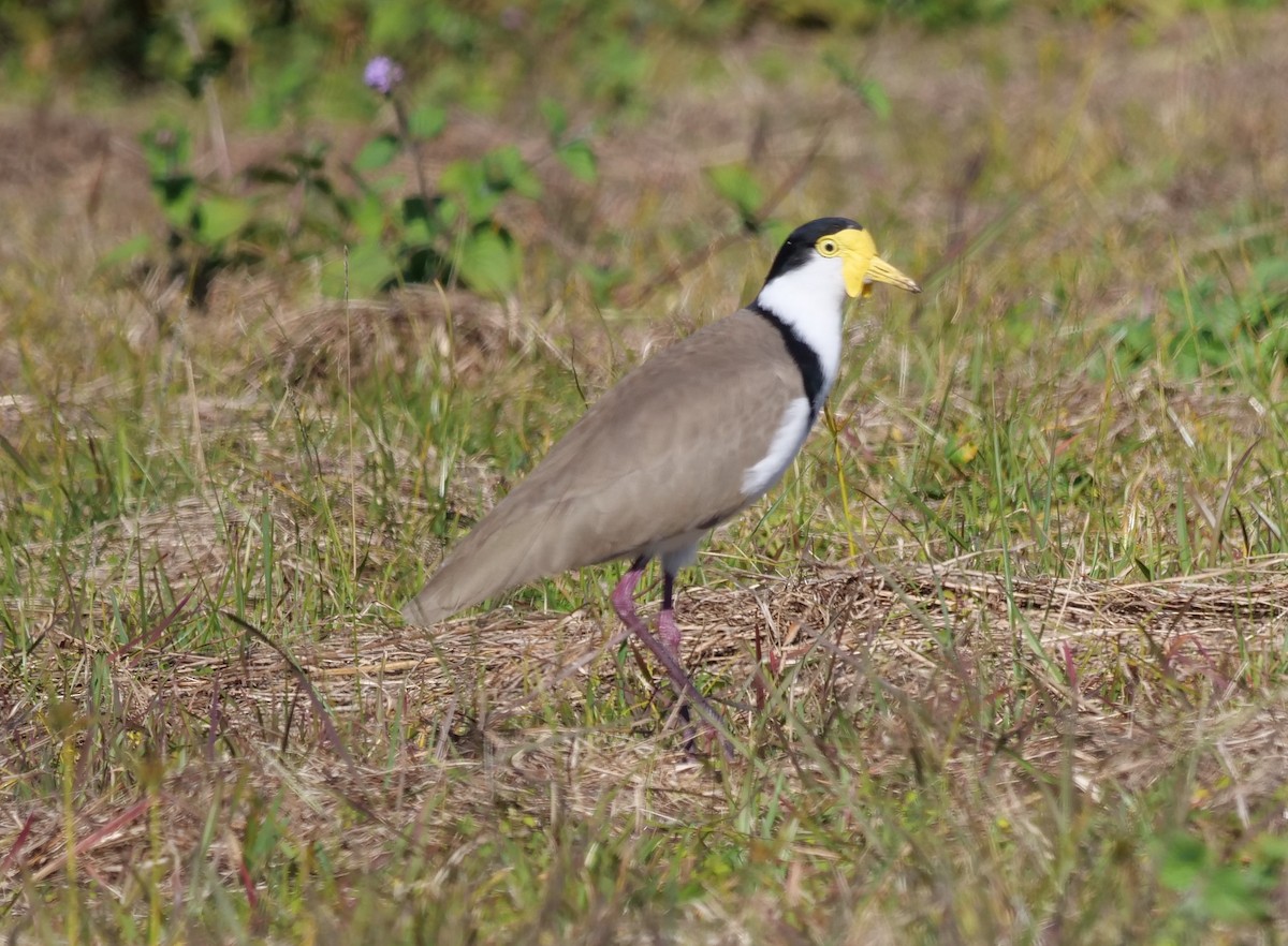 Masked Lapwing - ML620631113