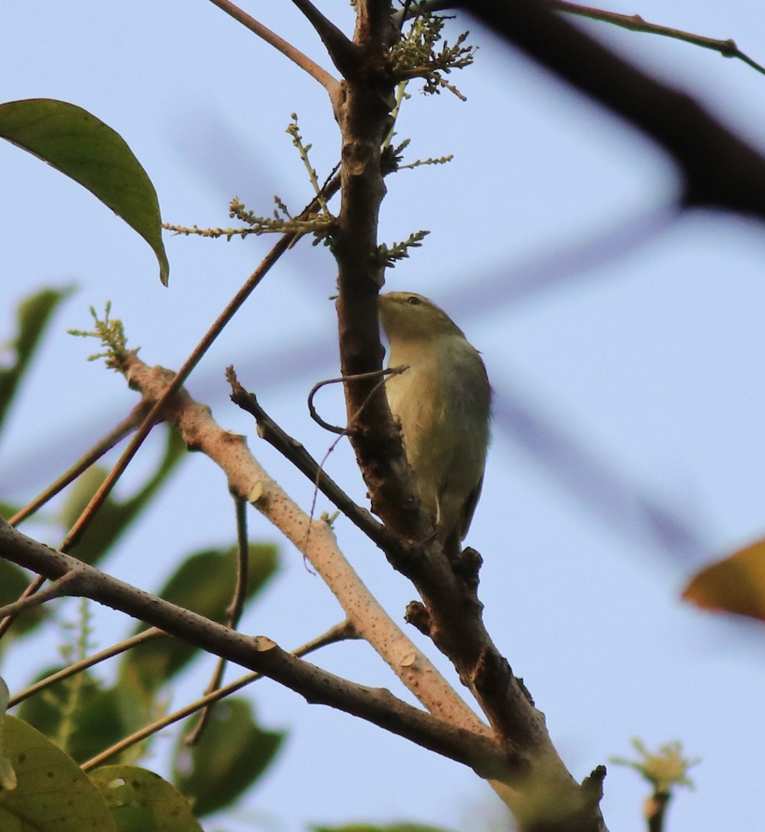 Green Warbler - Afsar Nayakkan