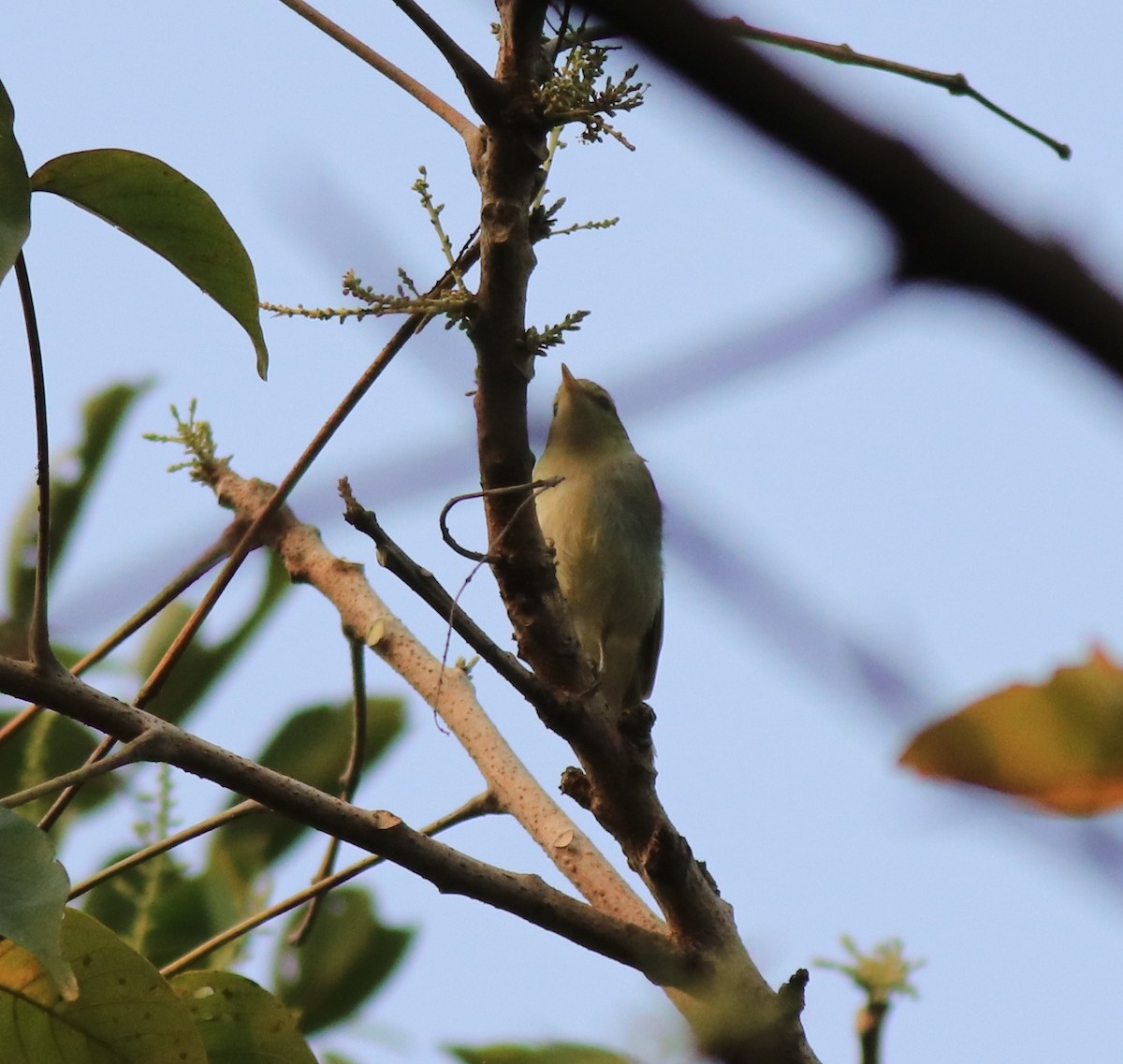 Green Warbler - ML620631120