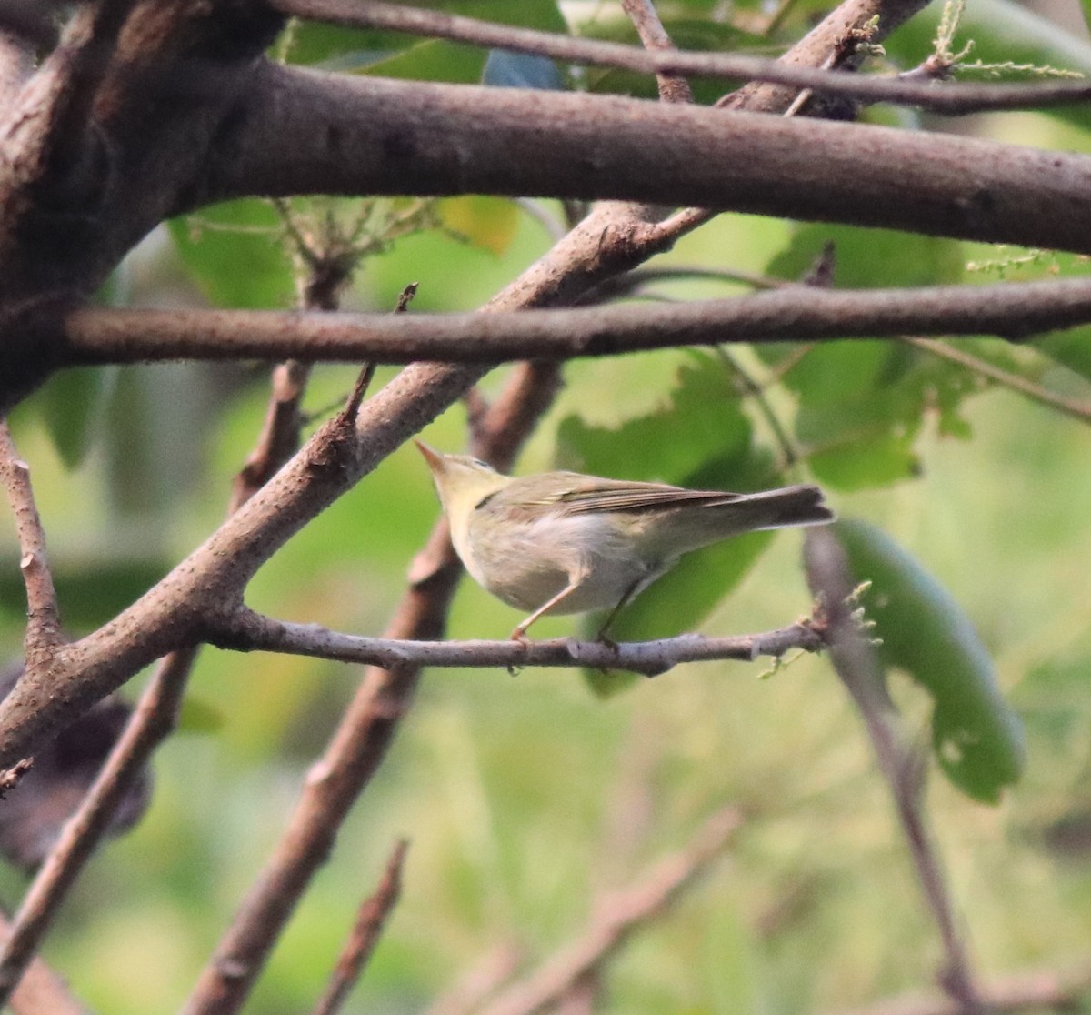 Green Warbler - ML620631123