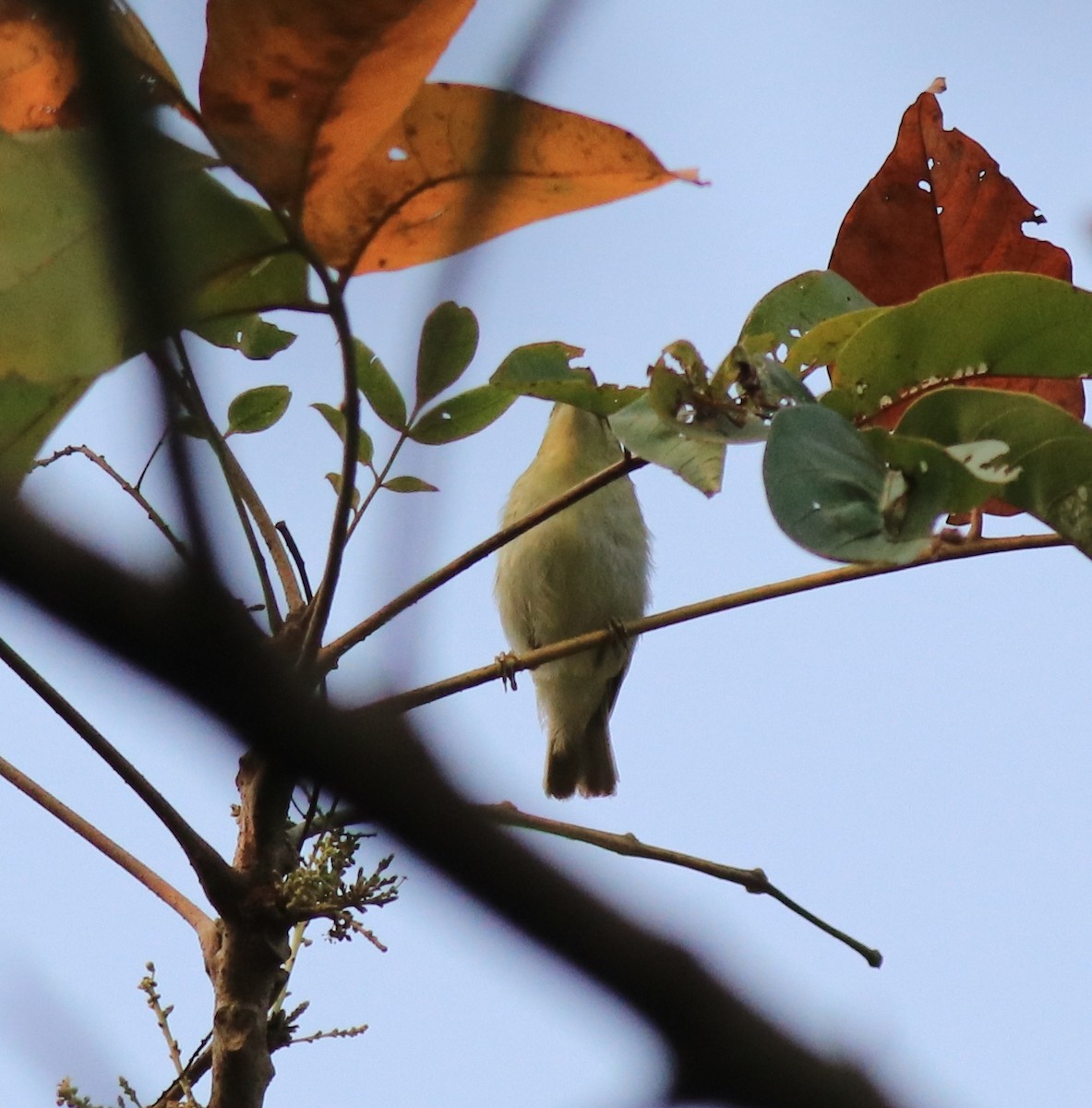 Green Warbler - ML620631127