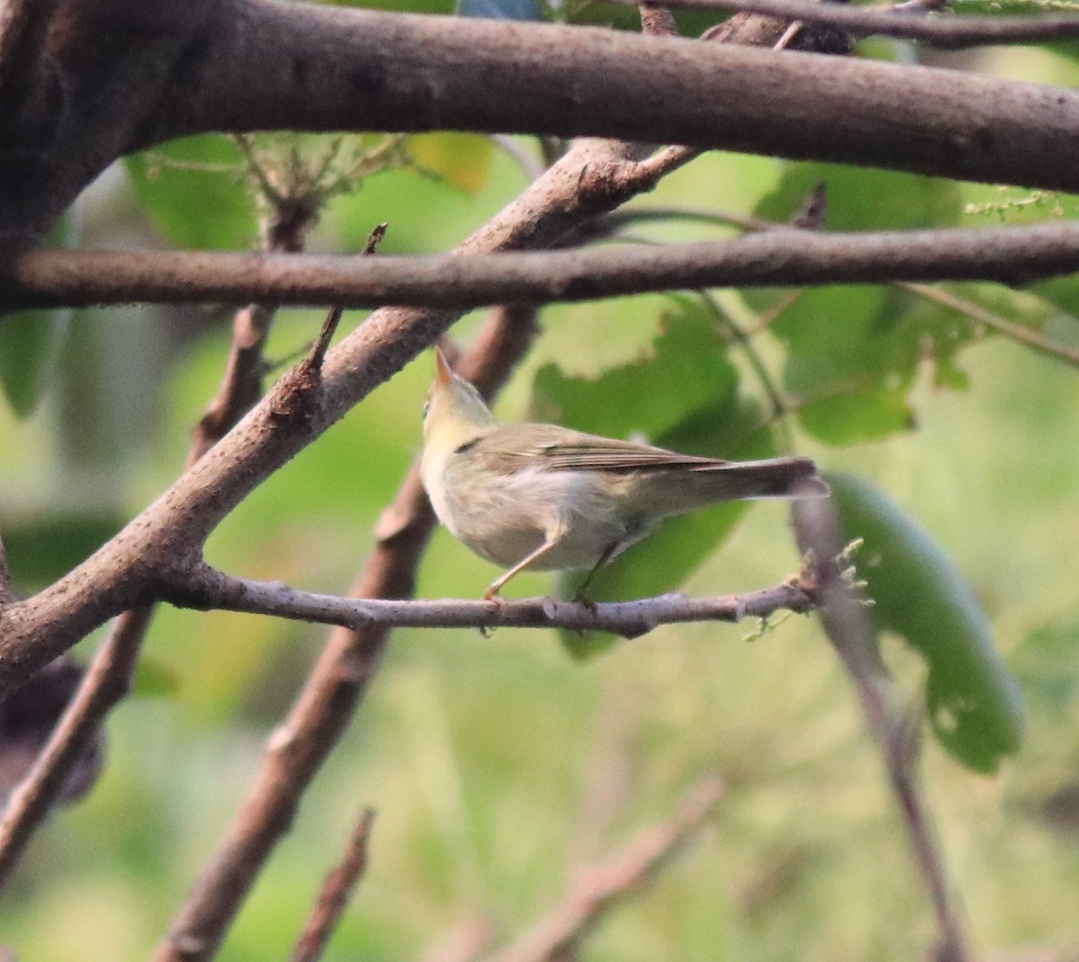 Green Warbler - ML620631130