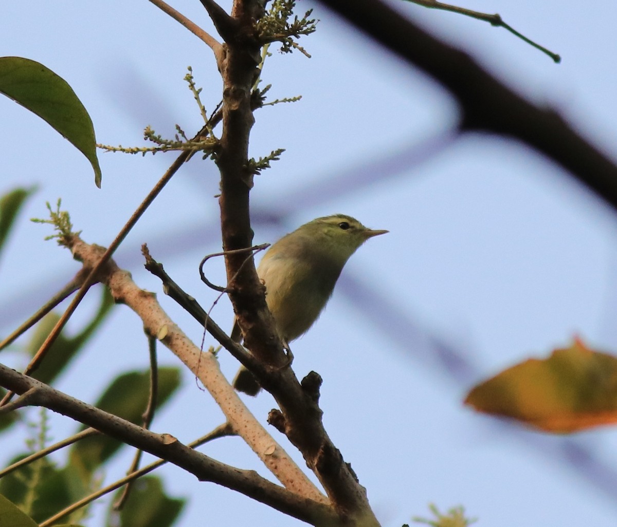 Green Warbler - ML620631131