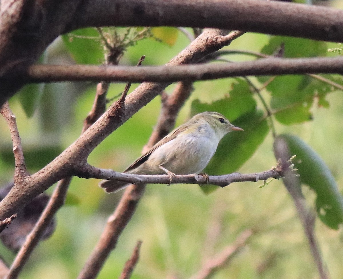 Green Warbler - ML620631132