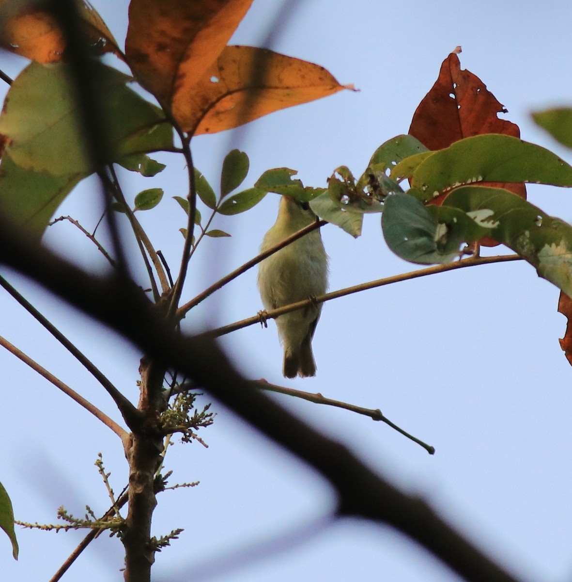 Green Warbler - ML620631133