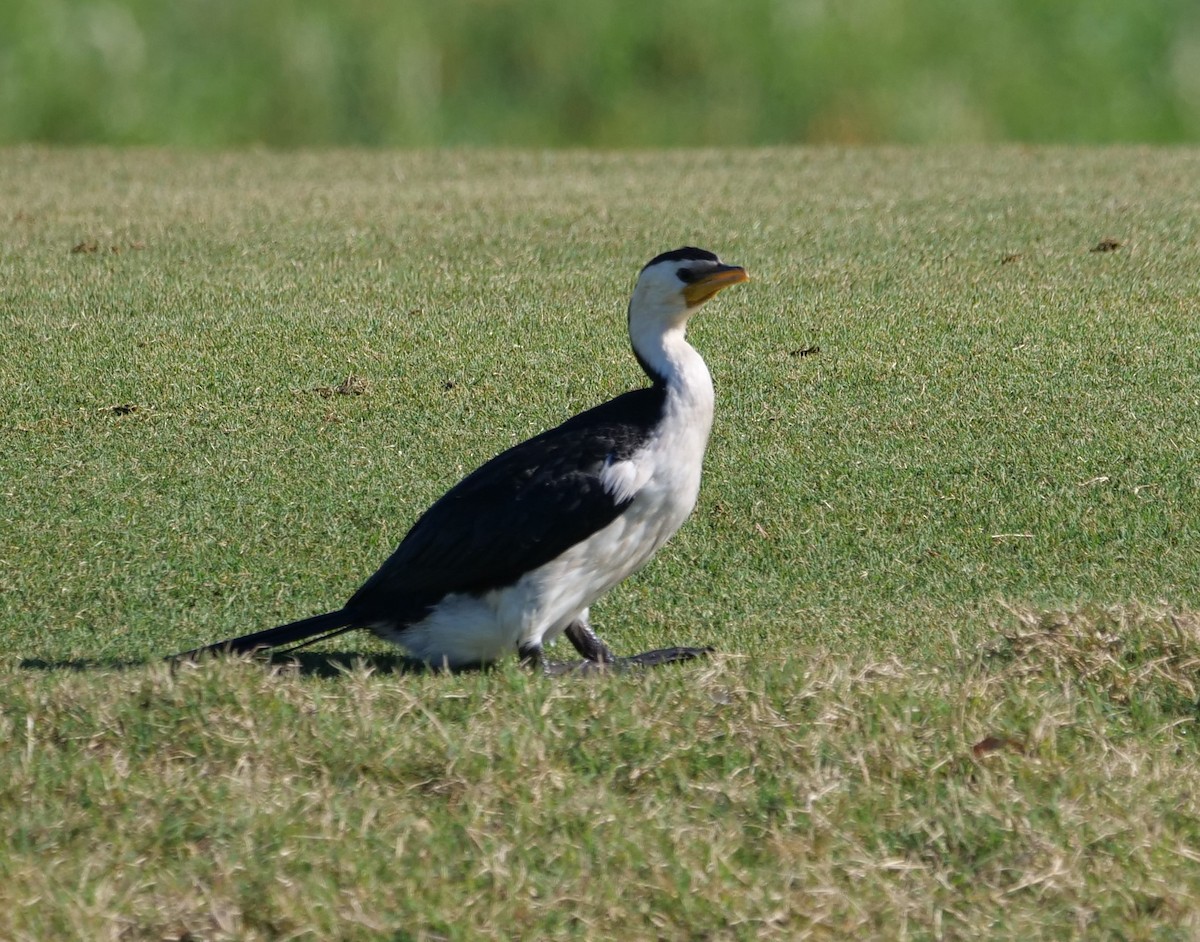 Little Pied Cormorant - ML620631137