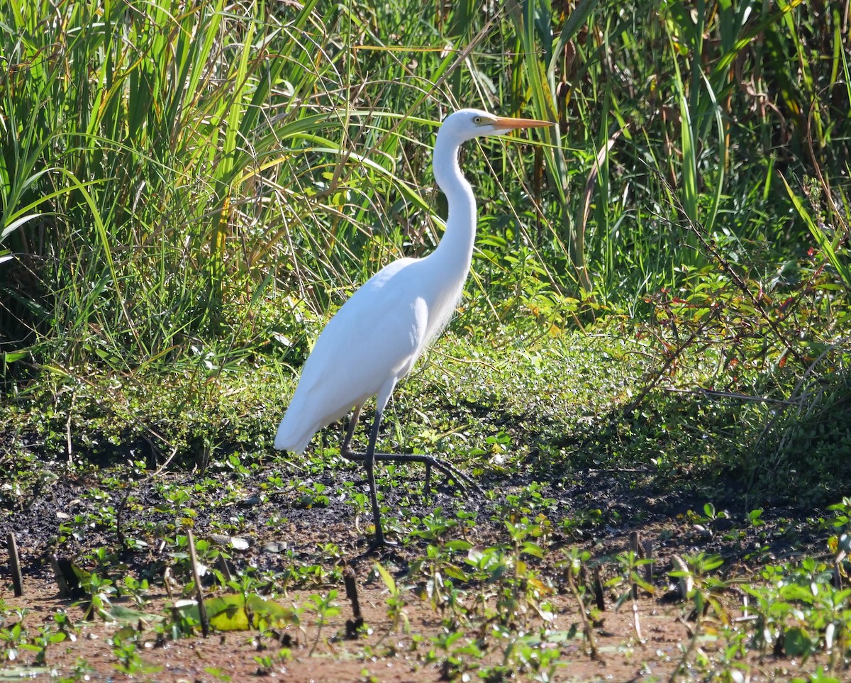 Plumed Egret - Ian Gibson