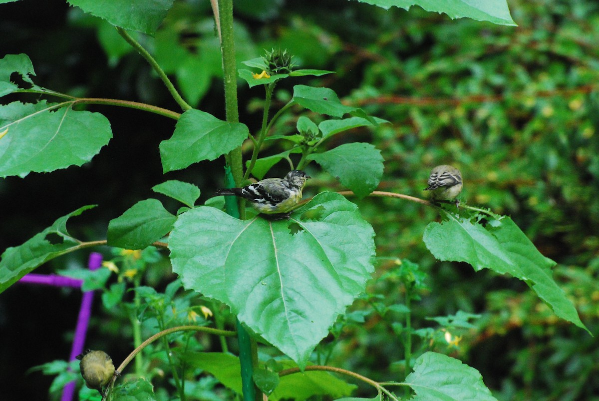 Lesser Goldfinch - ML620631143