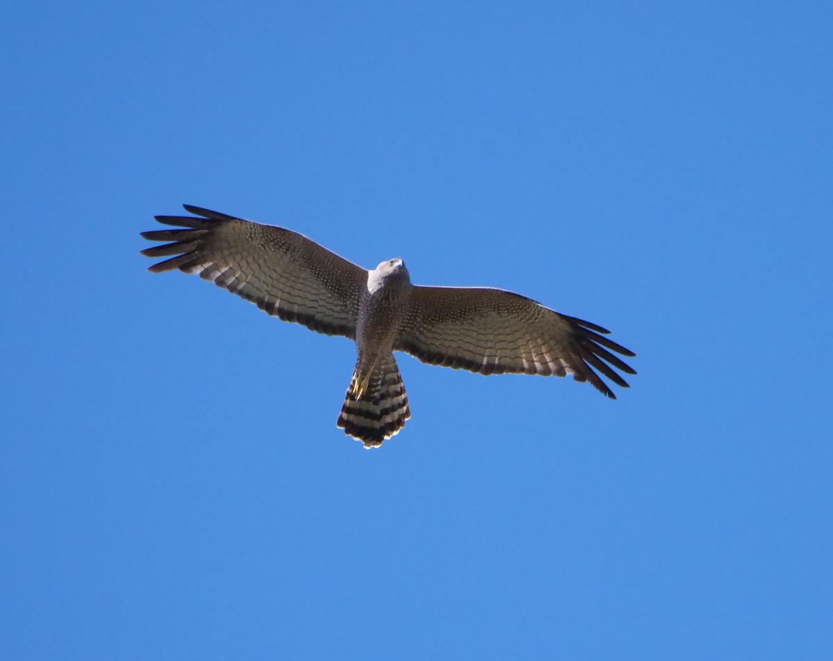 Spotted Harrier - ML620631146