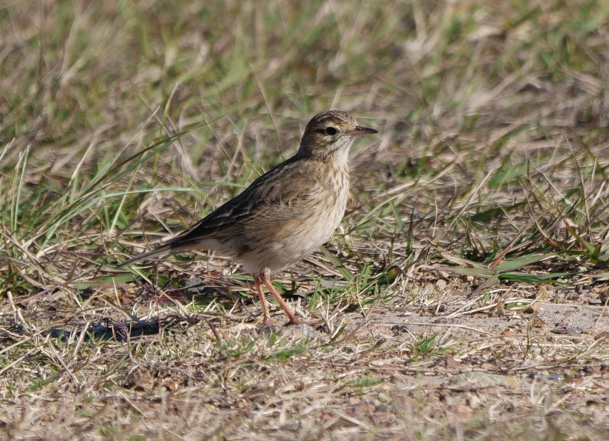 Australian Pipit - ML620631148