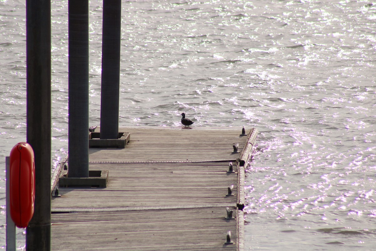 Harlequin Duck - ML620631149