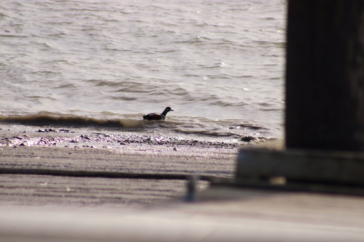 Harlequin Duck - ML620631151