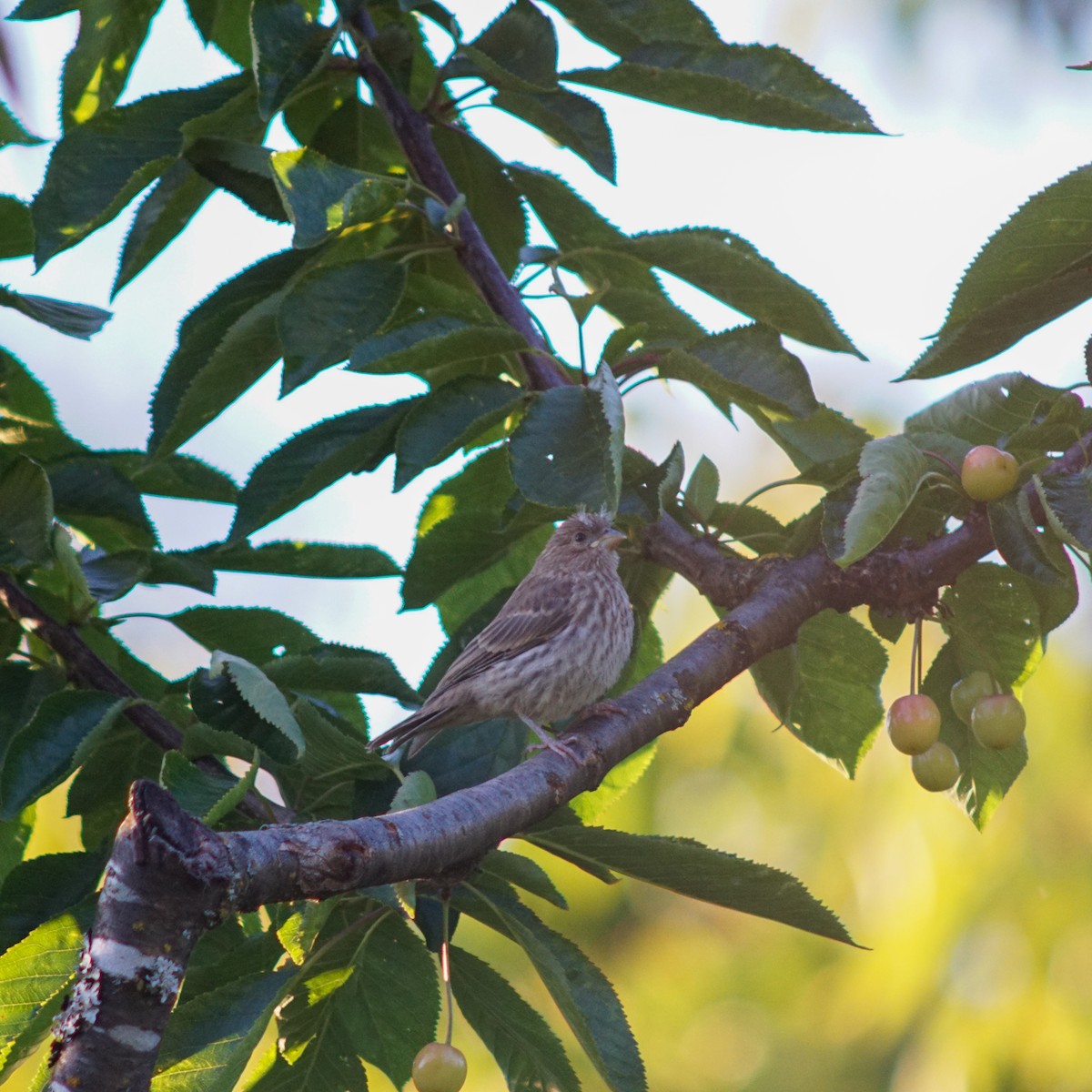 House Finch - ML620631152