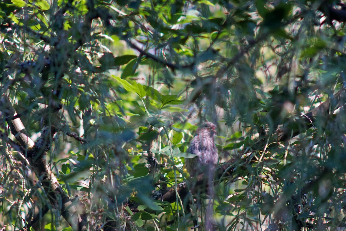 House Finch - ML620631154