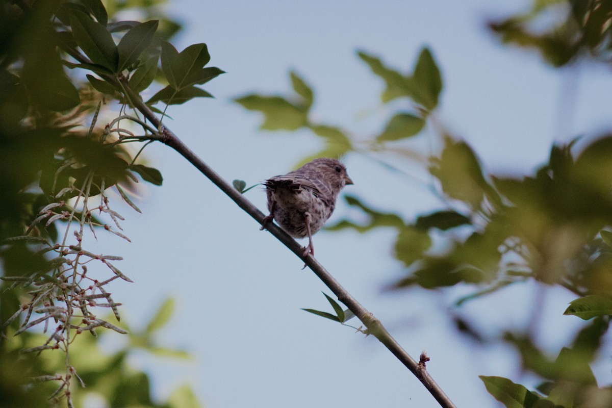 House Finch - ML620631155