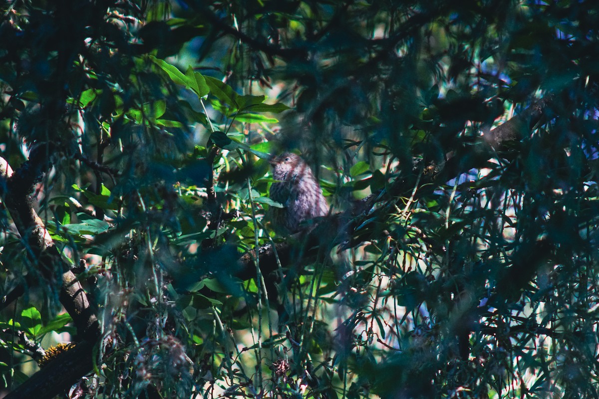 House Finch - ML620631156