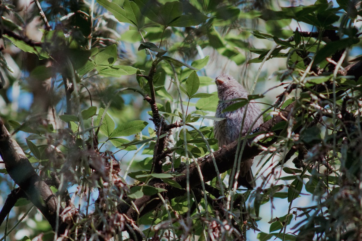 House Finch - ML620631157