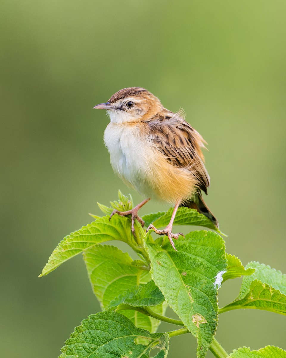 Zitting Cisticola - Rajat Chordia